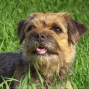 Photo de Border terrier