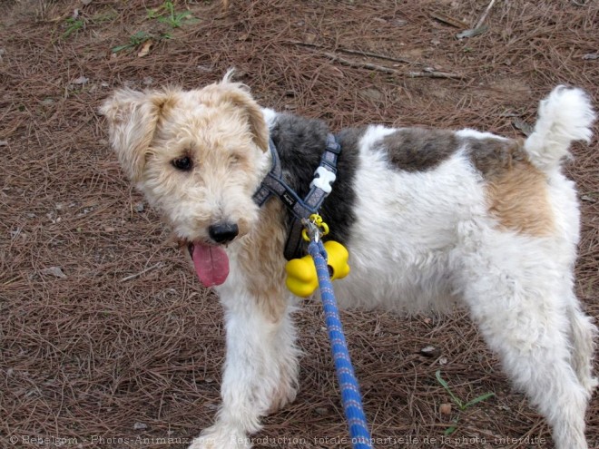 Photo de Fox terrier  poil dur