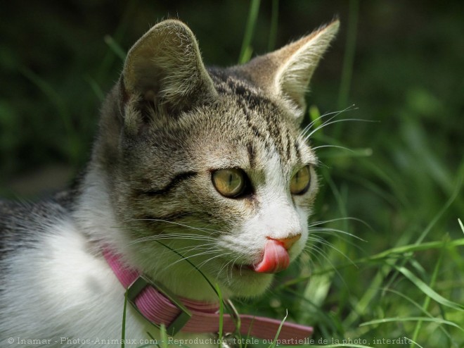 Photo de Chat domestique