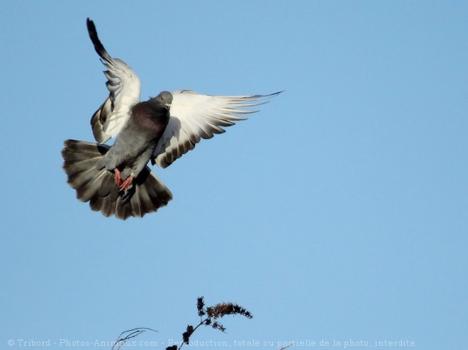 Photo de Pigeon