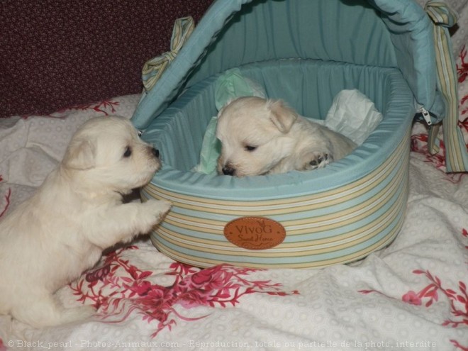 Photo de West highland white terrier