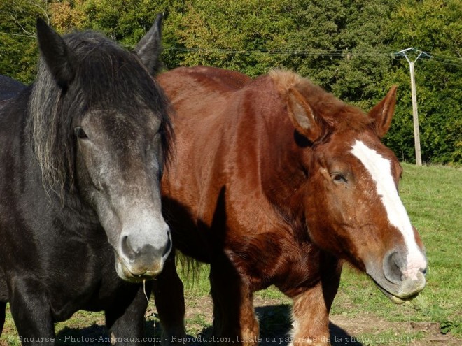 Photo de Races diffrentes