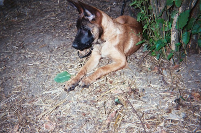 Photo de Berger belge malinois