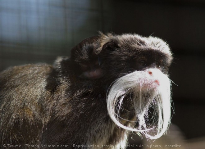 Photo de Singe - tamarin empereur