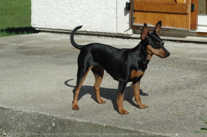 Photo de Pinscher nain