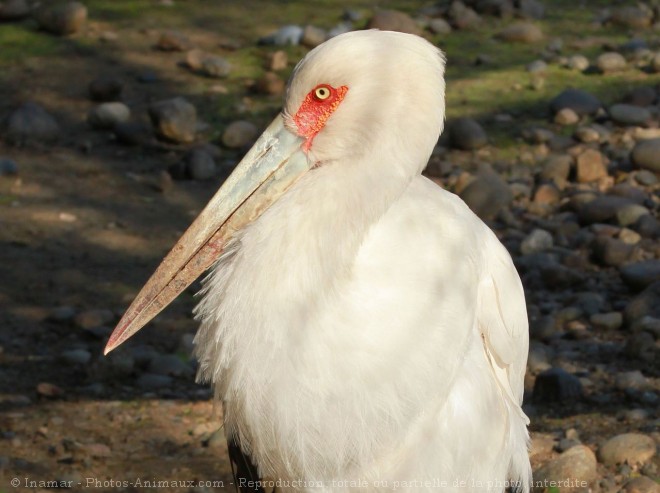 Photo de Cigogne