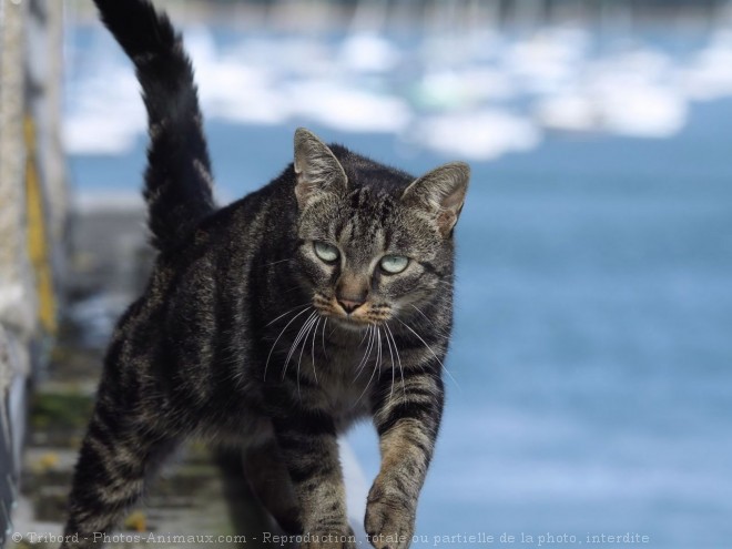 Photo de Chat domestique