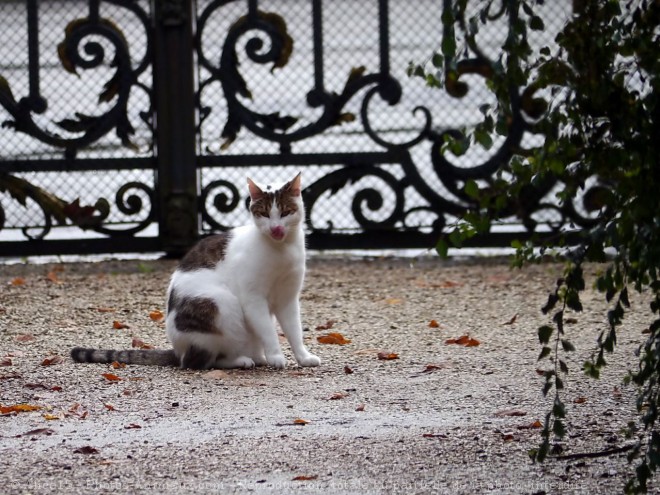 Photo de Chat domestique