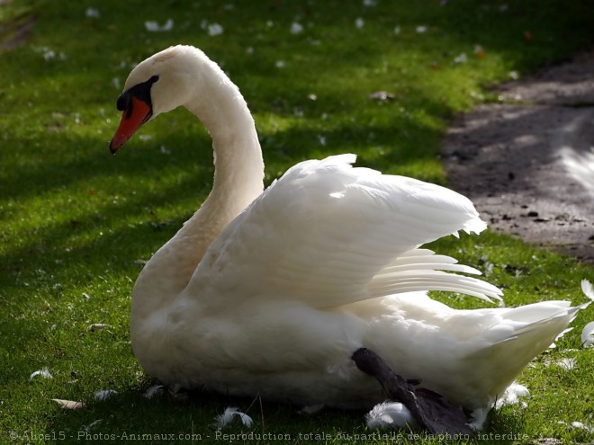 Photo de Cygne