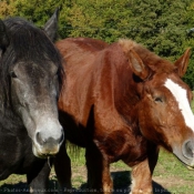 Photo de Races diffrentes