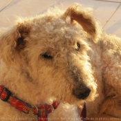 Photo de Fox terrier  poil dur