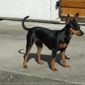 Photo de Pinscher nain