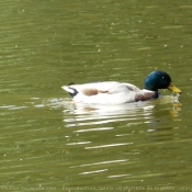 Photo de Canard colvert