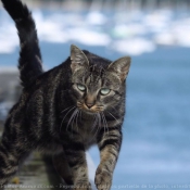 Photo de Chat domestique