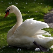 Photo de Cygne