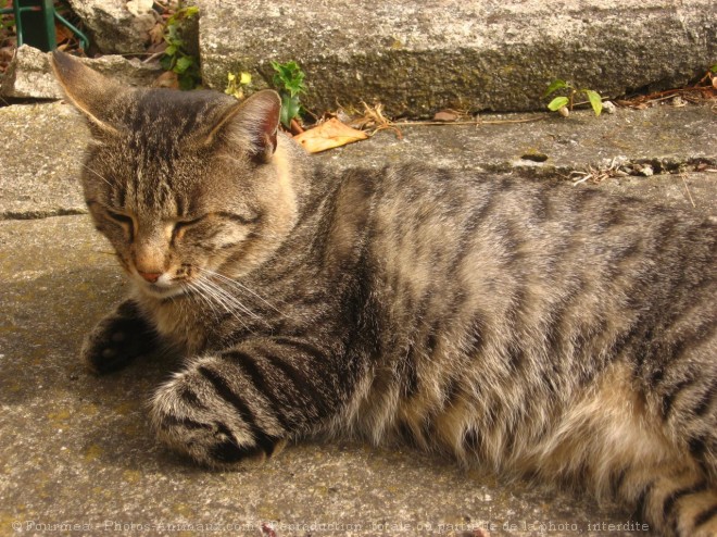 Photo de Chat domestique