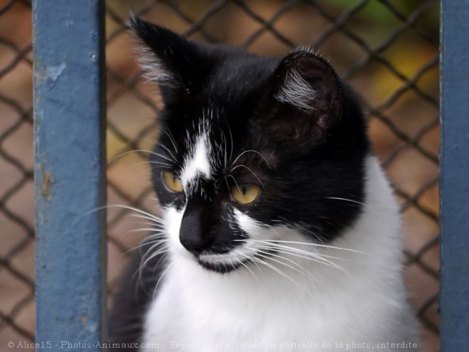 Photo de Chat domestique