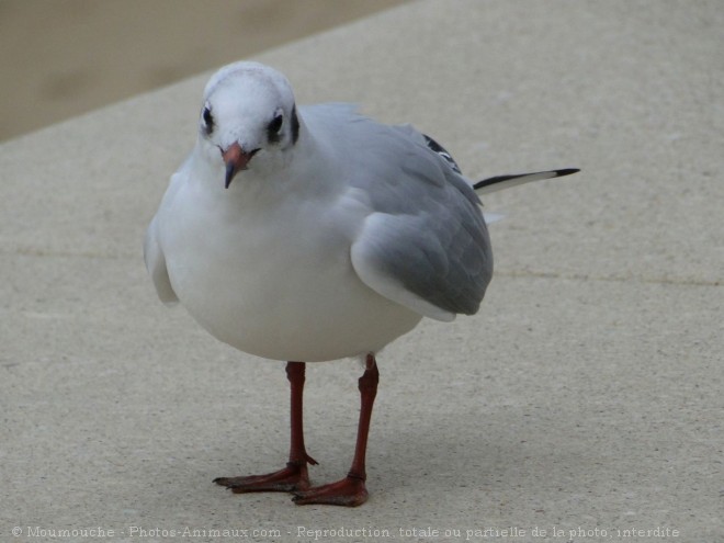 Photo de Mouette