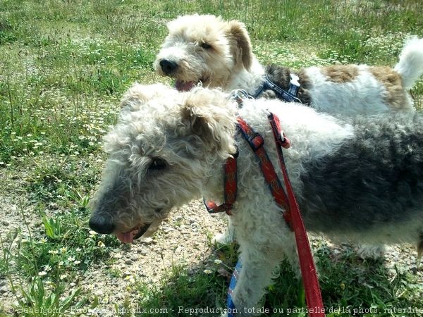 Photo de Fox terrier  poil dur