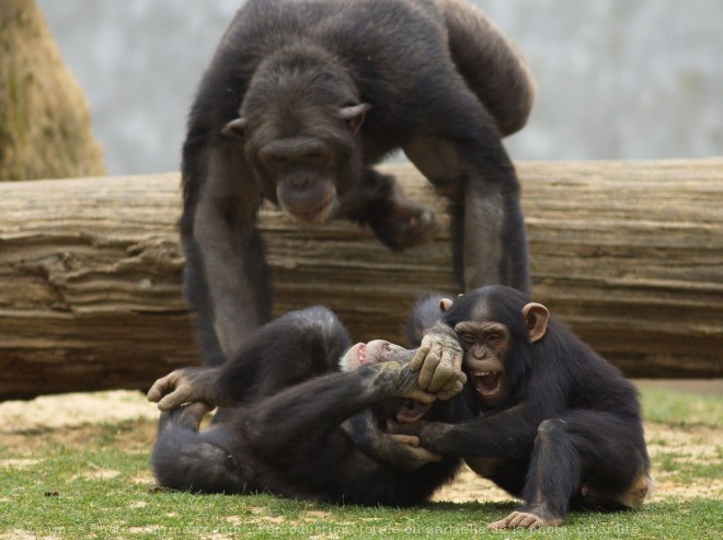 Photo de Singe - chimpanz