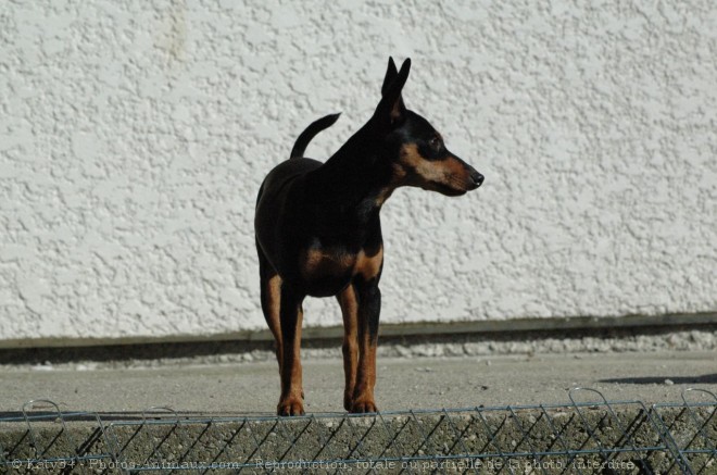 Photo de Pinscher nain