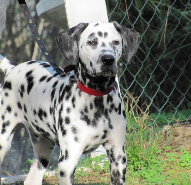 Photo de Dalmatien