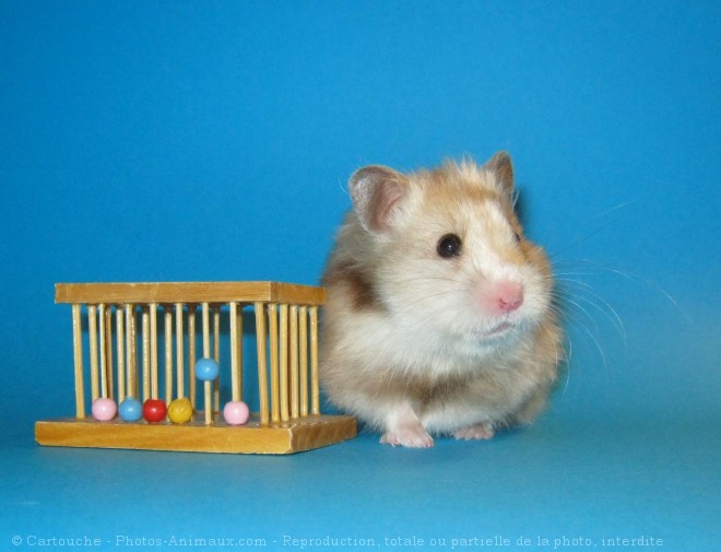 Photo de Hamster