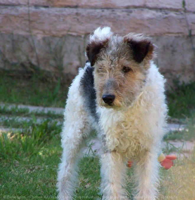 Photo de Fox terrier  poil dur