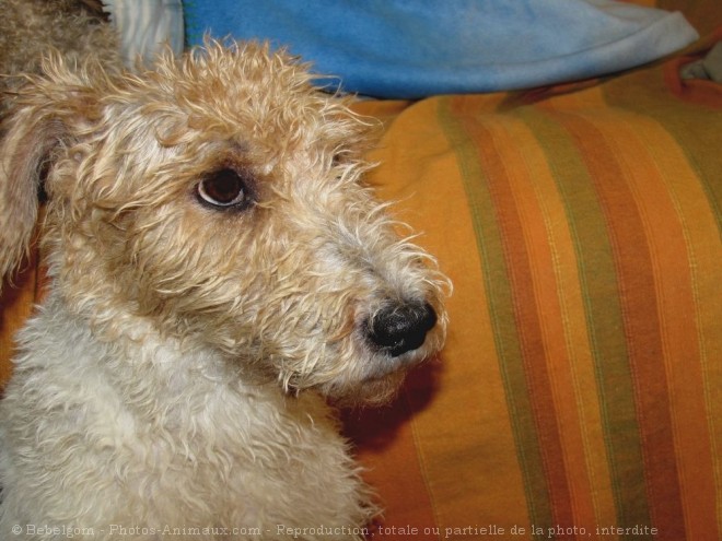 Photo de Fox terrier  poil dur