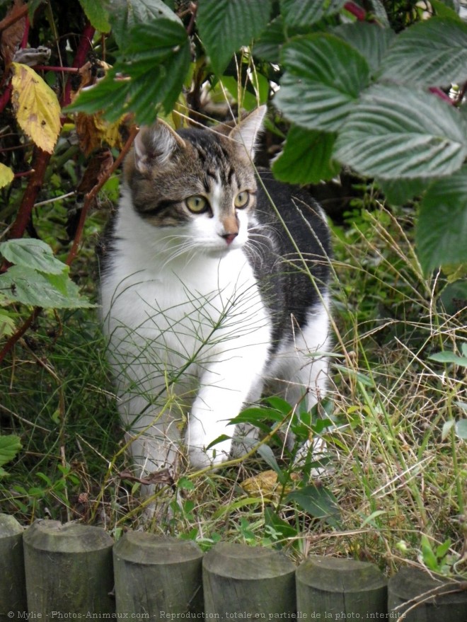 Photo de Chat domestique