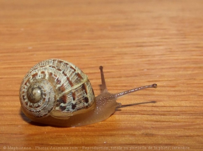 Photo d'Escargot