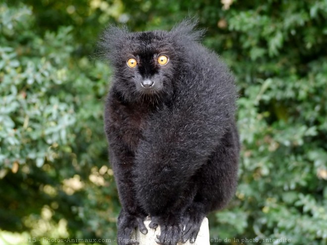 Photo de Lmurien - lmur macaco