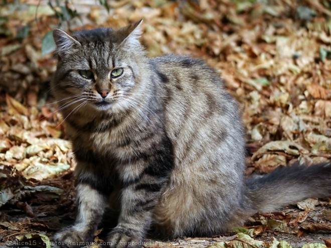 Photo de Chat domestique