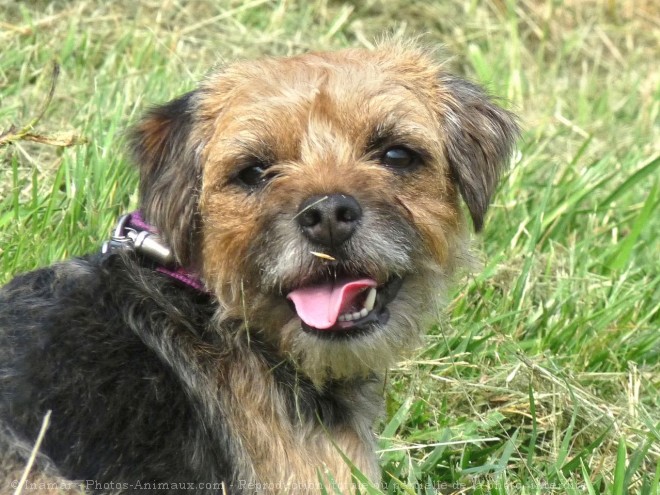 Photo de Border terrier