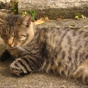 Photo de Chat domestique