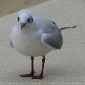 Photo de Mouette