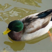 Photo de Canard colvert