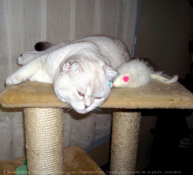 Photo de Scottish fold