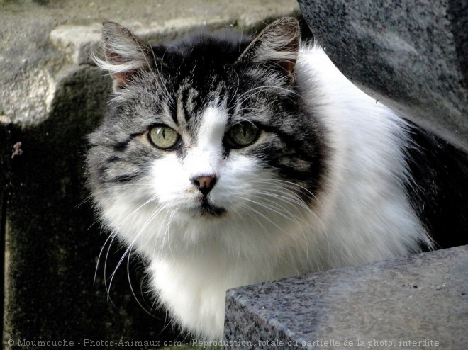 Photo de Chat domestique