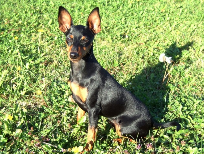 Photo de Pinscher nain