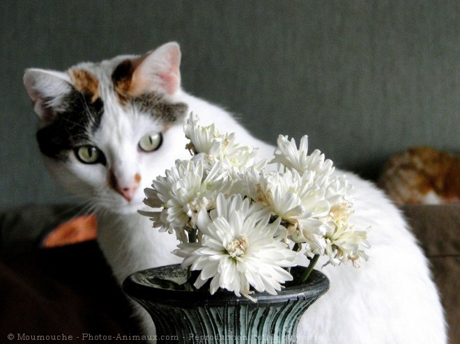 Photo de Chat domestique