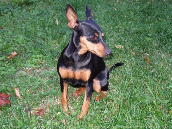 Photo de Pinscher nain