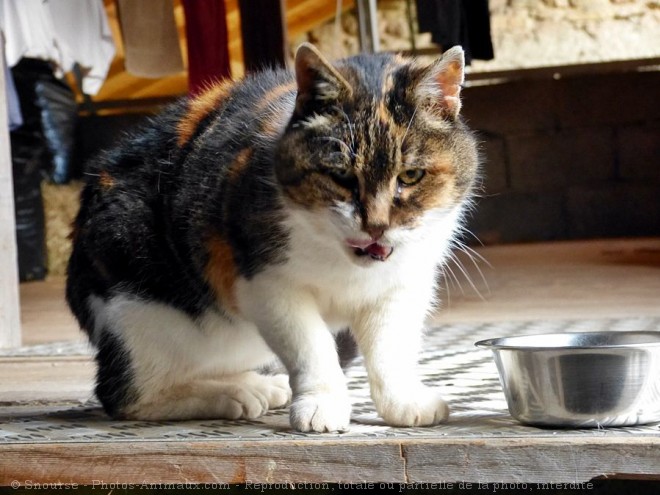 Photo de Chat domestique