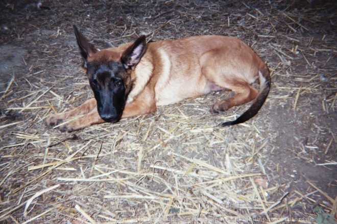 Photo de Berger belge malinois