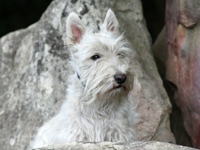 Photo de Scottish terrier