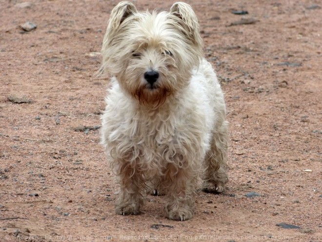 Photo de Scottish terrier