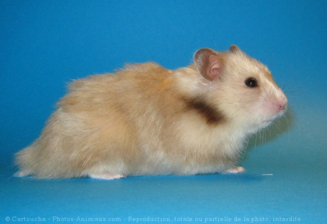 Photo de Hamster