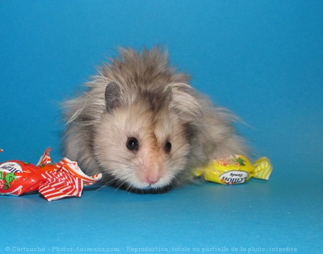 Photo de Hamster