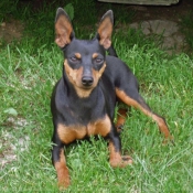 Photo de Pinscher nain