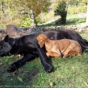 Photo de Races diffrentes